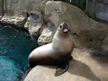 TE - steller sea lion