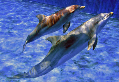 two dolphins swimming