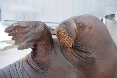walrus waving