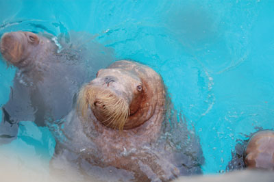 three walruses in the water