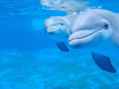 close up of two dolohins looking into the camera