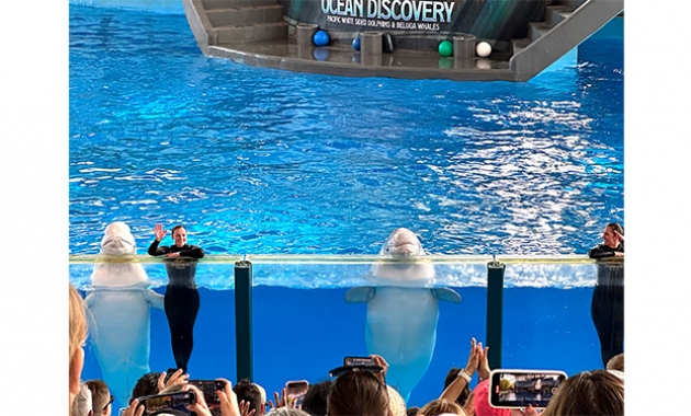 Image for Slide #15 in Gallery #3