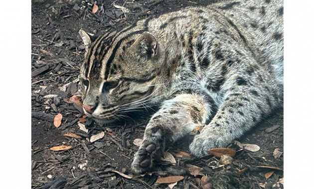 Image for Slide #5 in Gallery #4