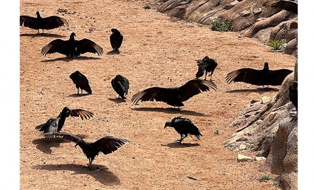 Image for Slide #7 in Gallery #4