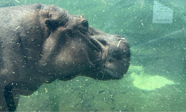 Image for Slide #12 in Gallery #4