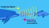 A Mind-Blowing Ability: Mental Representation of Object Shape by Echolocating Dolphins