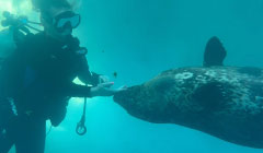 Age is Just a Number: The Underwater Training of a Blind Geriatric Harbor Seal <em>(Phoca vitulina)</em>